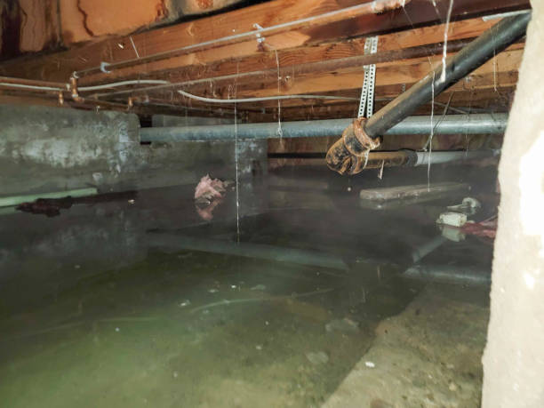 Best Basement water damage restoration  in Renton, WA