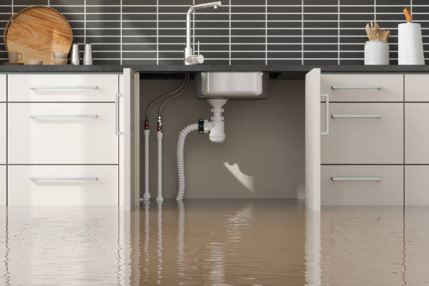 Best Mold removal after water damage  in Renton, WA